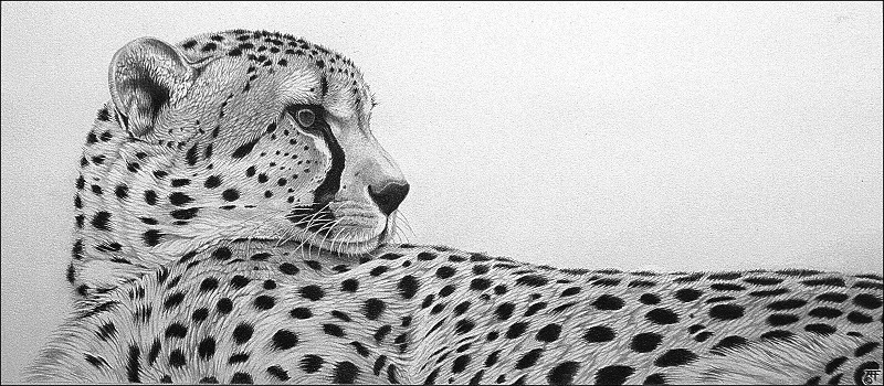 Cheetah