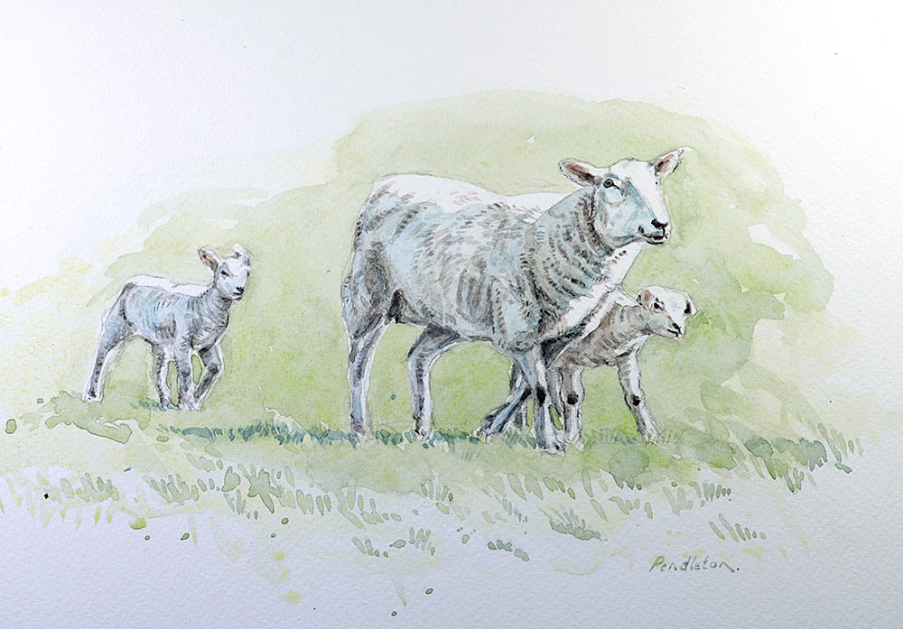 Watercolour Tutorial: Capturing Shadows on Spring Lambs