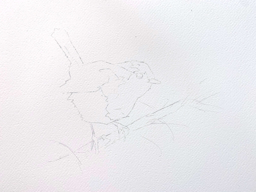 robin drawing