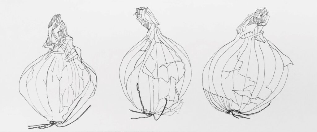A pen drawing of three onions in a row by artist Liz Chaderton