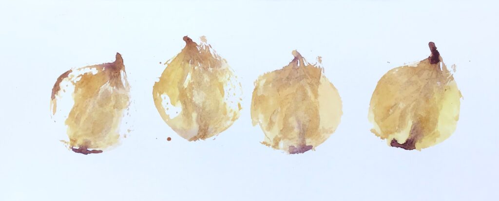 A watercolour painting of four onions in a row. They are painted with brown, burgundy and yellow hues.