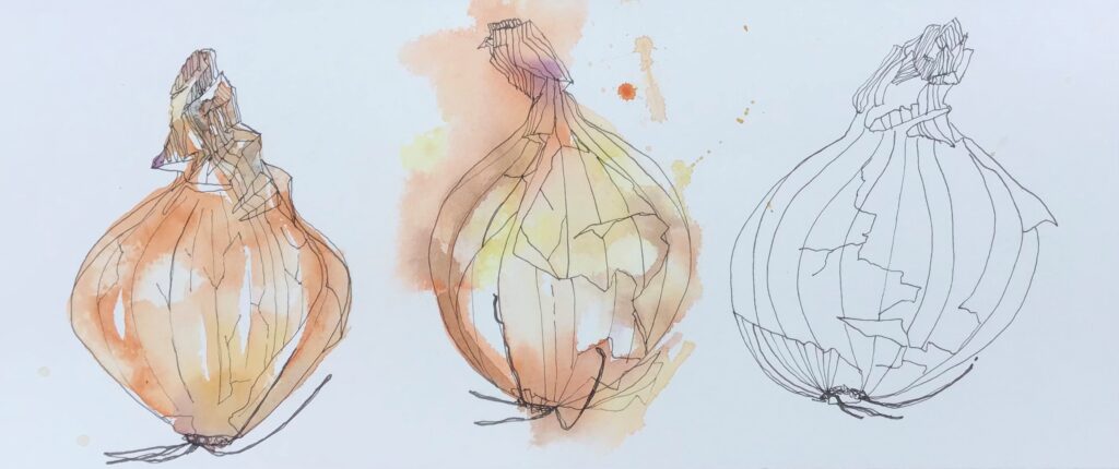 A pen drawing of three onions in a row by artist Liz Chaderton. Two of the onions are painted with watercolour paint in browns, yellows and purples.
