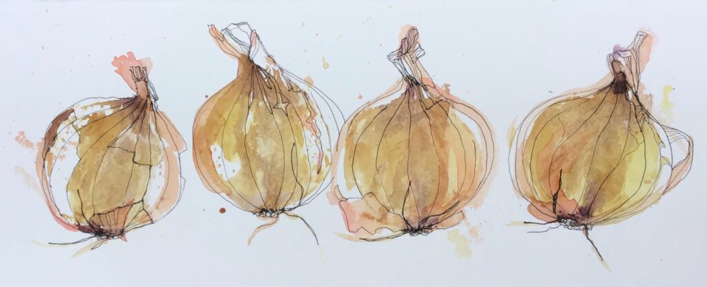A watercolour painting of four onions in a row by Liz Chaderton now includes expressive linework in black fineliner pen.