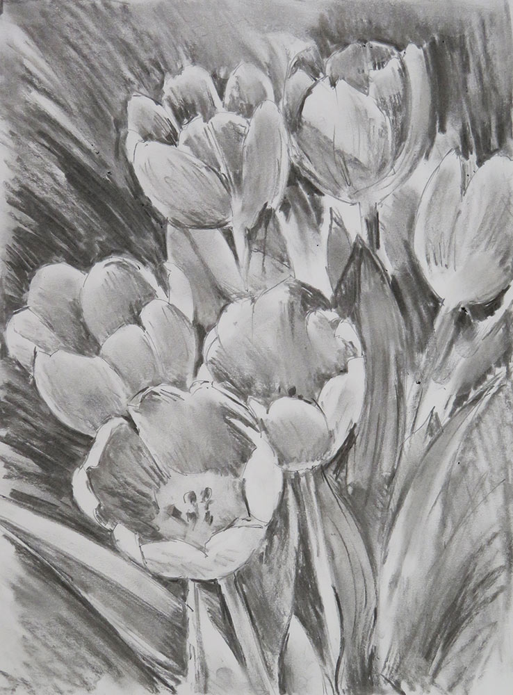 Tonal Sketch of Spring Tulips