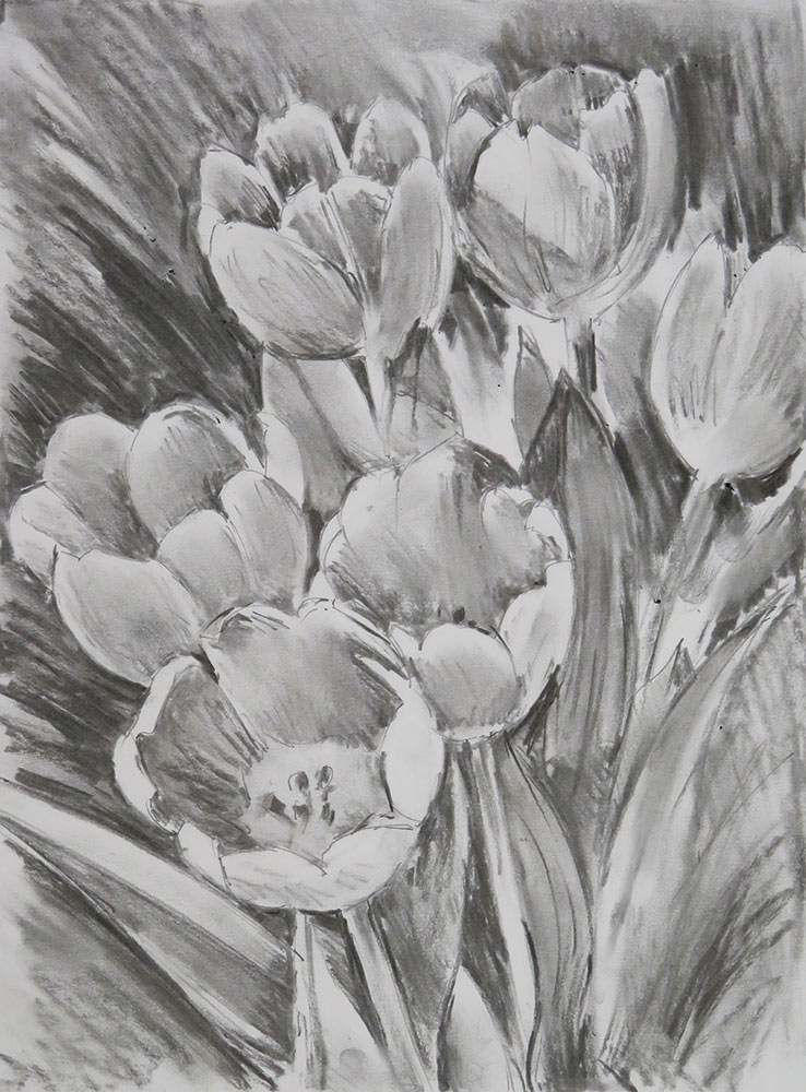 Tonal Sketch of Spring Tulips
