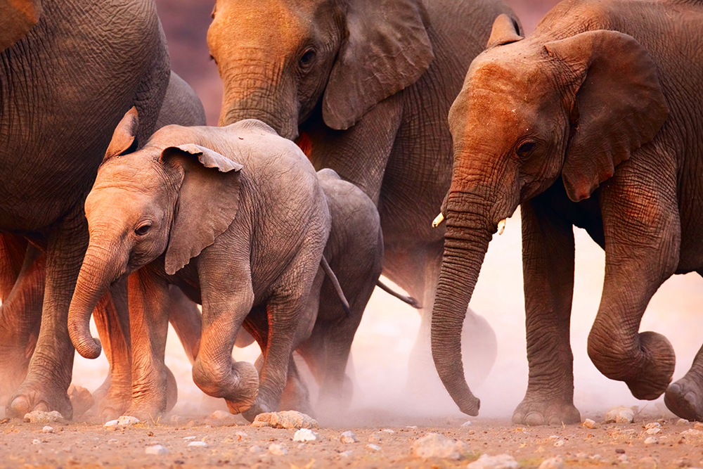 Photograph of a group of elephants used for the reference