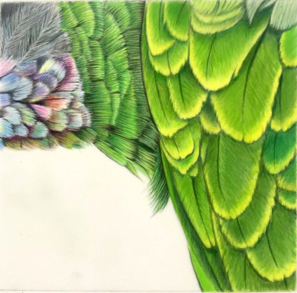 This section from an image of a pair of Amazonian Parrots features a range of different feathers types, from colourful fluffy cheek feathers to the left, bristly neck feathers in the middle and smooth overlapping wing feathers to the right.