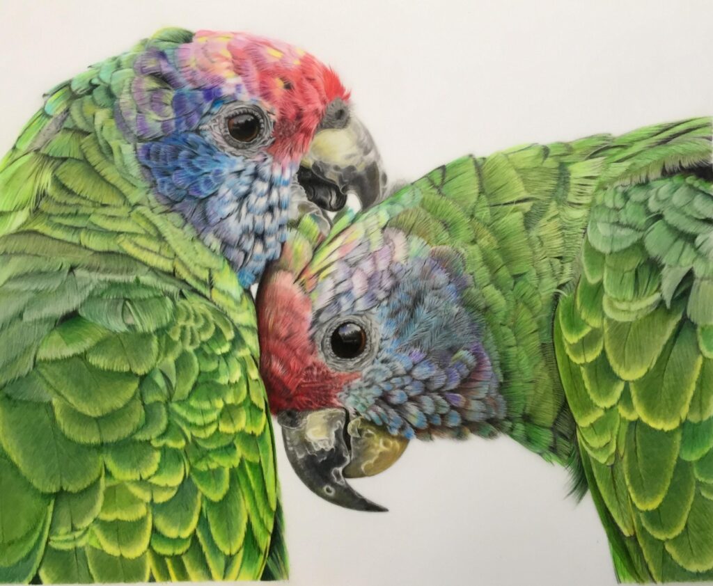 Rosie Wallace - Amazonian Parrots