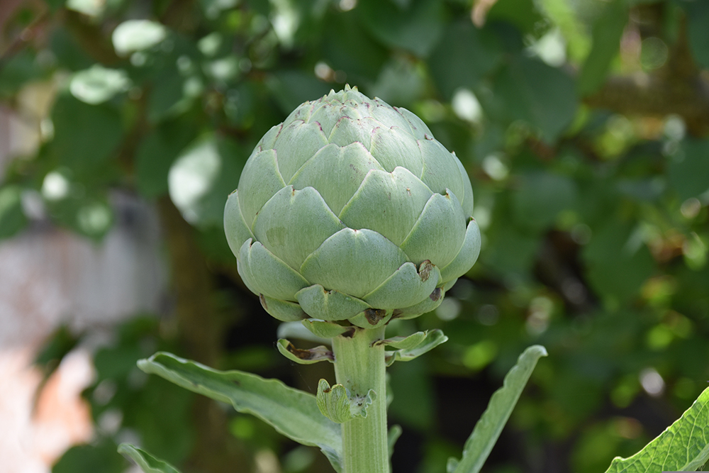 Reference image of an artichoke