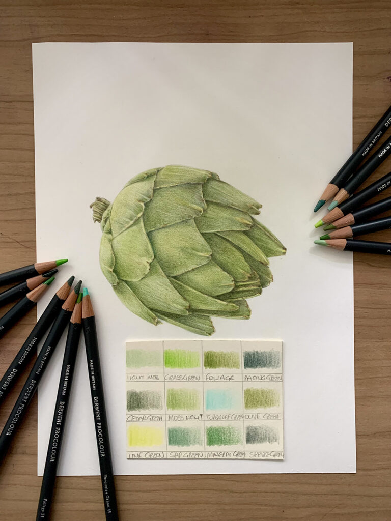 Finished drawing of an artichoke by Cherry Ferris