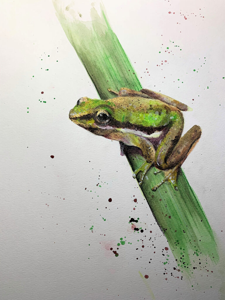 Cherry Ferris - Frog - final finished image
