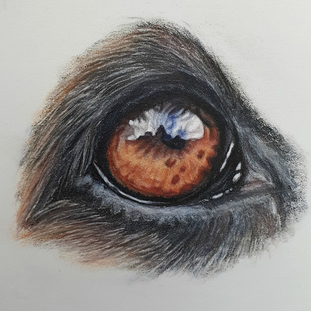 Lisa Ann Watkins - eye detail