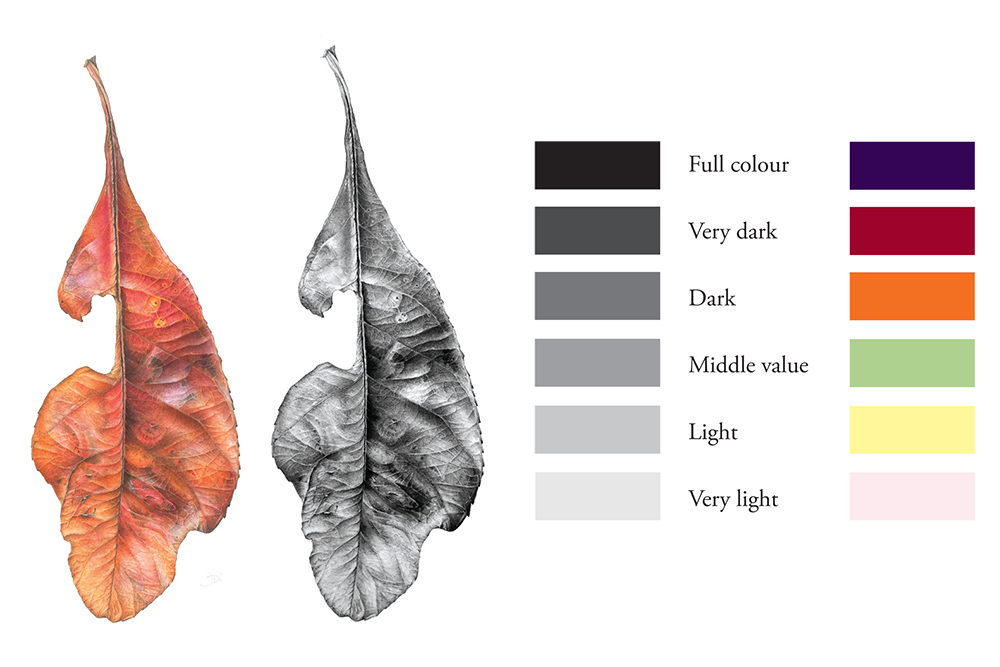 Image of a coloured and Black & White leaf alongside a value chart