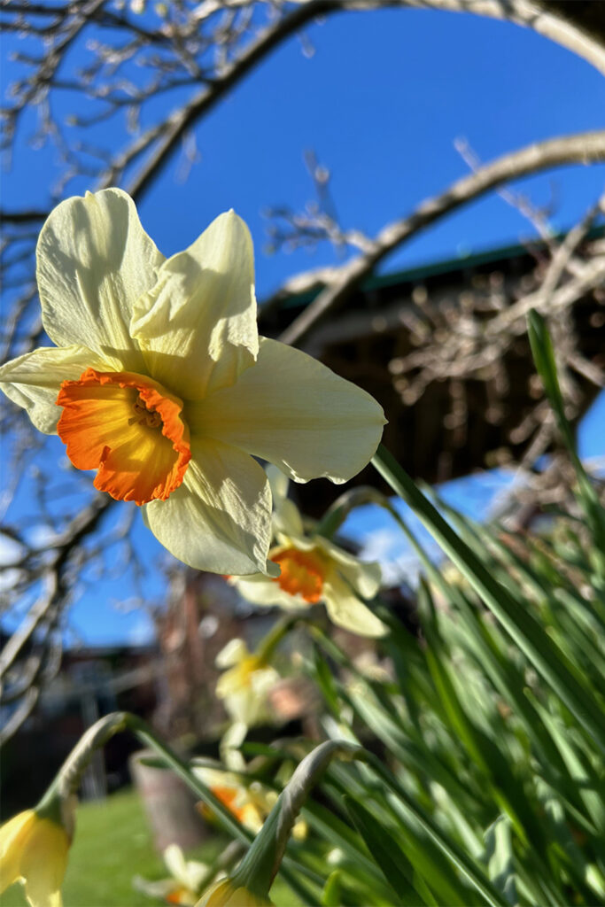 Reference Photo - Joe Parsons Paint a Loose Spring Daffodil in Watercolour Tutorial