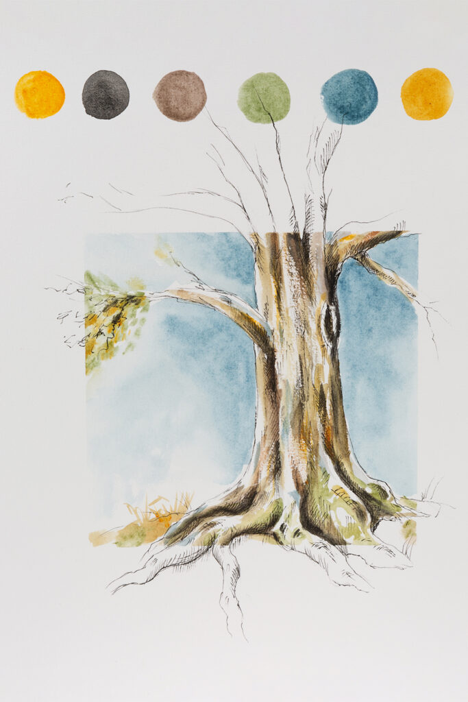 Watercolour and Pen Study of a Tree using Schmincke Horadam Naturals Watercolour Paints