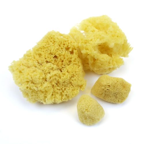 Image of Natural Sponge Variety Pack