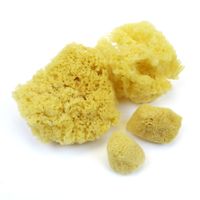 Natural Sponge Variety Pack